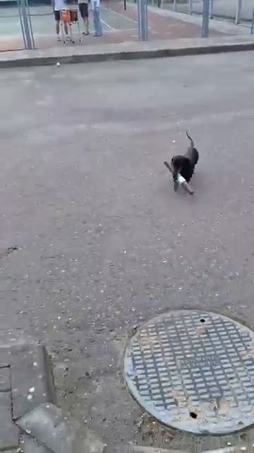 Приколы с животными смотреть онлайн