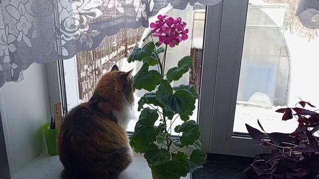 Пеларгония - домашний цветок смотреть онлайн