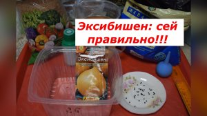 Секрет гигантского лука: как правильно посеять Эксибишен, чтобы собрать огромный урожай.