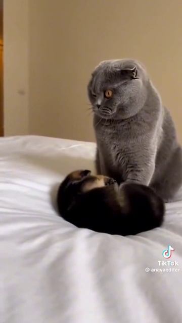 Кот смотреть онлайн