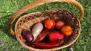 Влог выходные в деревне. Урожай собрали, грибов набрали. 19.09.21