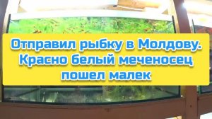 Отправил рыбку в Молдову. Красно белый меченосец пошел малек