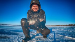 НАШЕЛ ПОКРУПНЕЕ! Ловля ОКУНЯ на балансир. Зимняя рыбалка на мотособаке Белка 8.