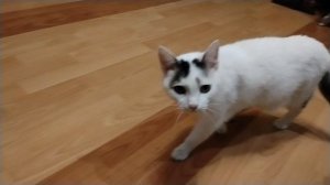 Домашние животные!