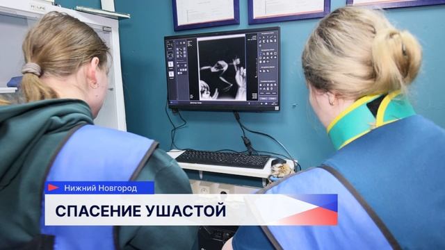 В Нижнем Новгороде сотрудники мэрии спасли раненную сову смотреть онлайн