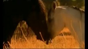 Красивая музыка о нежности и любви Арабатский конь mp4 @spotamanov