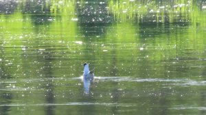 Звёздное сияние Ижоры / Чайка