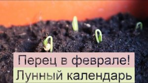 Лунный календарь посадки перца на рассаду в феврале. В эти дни сажайте рассада будет крепкой!