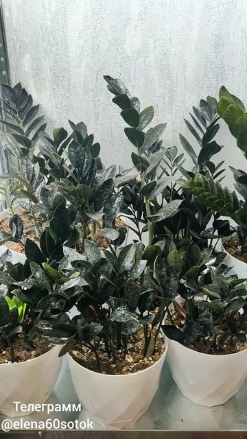 Замиокулькас каждый день выдает новые листья! смотреть онлайн