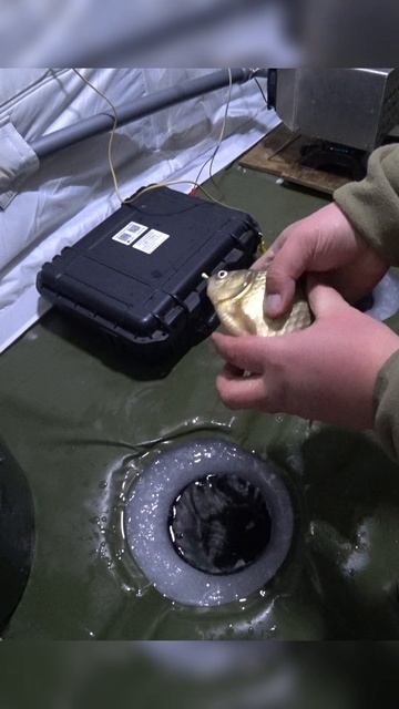 РЫБАЛКА НА КАРАСЯ! #shorts #рыбалка #fishing #рыба #fish #эдвардкосичка #природа #nature #отдых смотреть онлайн