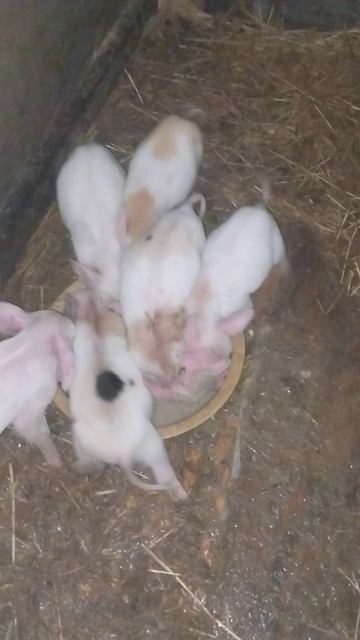 свиная карусель смотреть онлайн