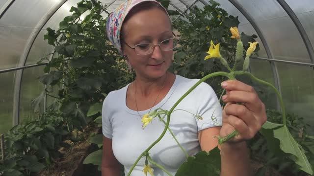 6 соток в начале июля 2021 года. Огуречище. Что я сделала с огурцами в теплице перед отъез смотреть онлайн