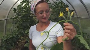 6 соток в начале июля 2021 года. Огуречище. Что я сделала с огурцами в теплице перед отъез