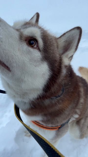 Утренний спорт режим - лопата в руки! shirts зима снегопад