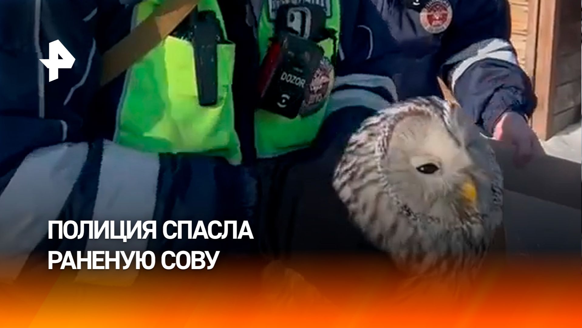 Попало на видео: инспекторы ДПС спасли ослабевшую сову прямо на дороге смотреть онлайн