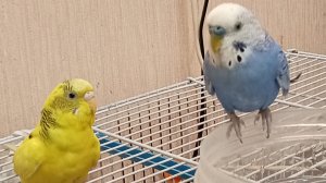 волнистый попугай и водичка