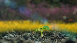 Бог - Создатель мира ｜ Детская песня