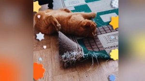 Смешные котики😺😺