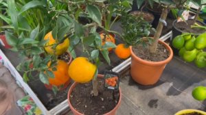 Прогулка по OBI/ какие  же там цветы есть/ У Вики новый житель/ Перекус /