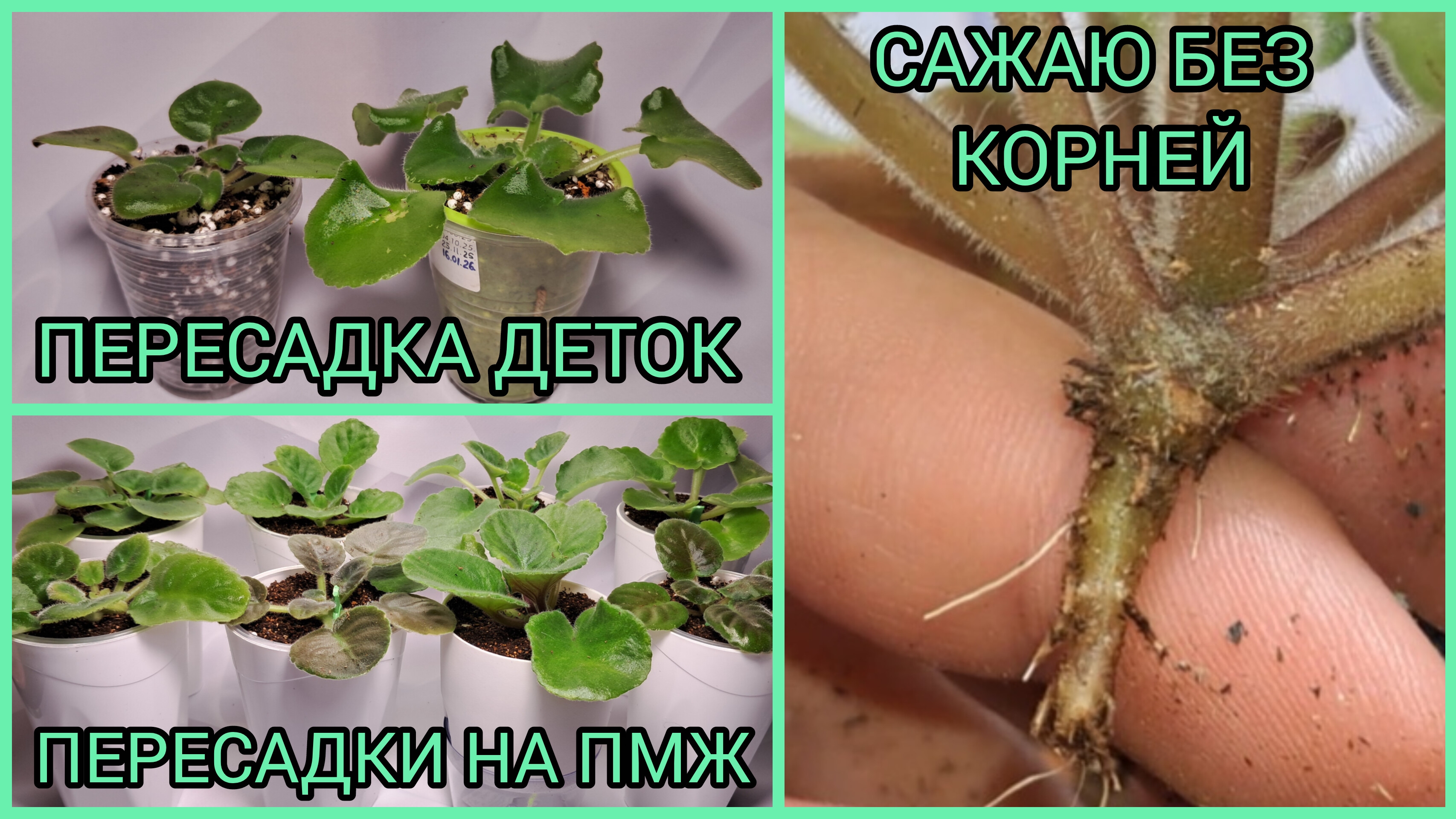 Пересадка деток. Пересадки на ПМЖ. Сажаю без корней. смотреть онлайн