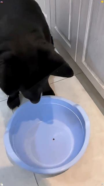 Реакции разных пород собак на диету 😅 смотреть онлайн