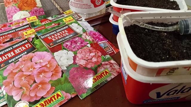 СЕЮ ПЕЛАРГОНИЮ ЗОНАЛЬНУЮ. смотреть онлайн
