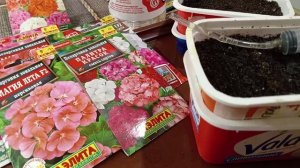 СЕЮ ПЕЛАРГОНИЮ ЗОНАЛЬНУЮ.