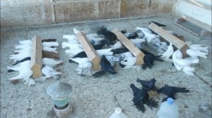 Черные Северокавказские Голуби Будённовские Северокавказские Бойные Голуби Николая Исаинко!