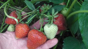 ИДЕАЛЬНЫЙ  СОРТ  ЗЕМЛЯНИКИ ДЛЯ СИБИРИ