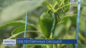 Аграрии на Кубани приступили к севу тепличных овощ после потепления