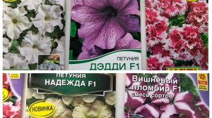 Подмосковье заметает снегом, посеяла петунии🌸