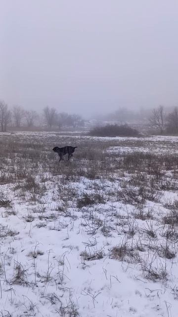 Тренируем аппортировку#shorts смотреть онлайн