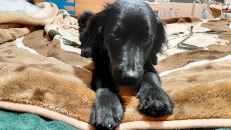 Спаниэлька Чара — здорова!