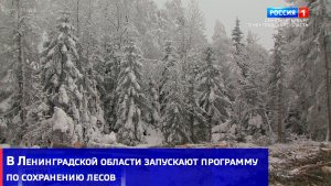 В Ленинградской области запускают программу по сохранению лесов