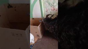 26 января 2026 г.Третье кормление....,а через два дня будут бегать и подпрыгивать...