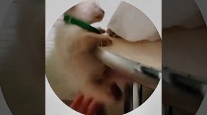 из детства Рафика