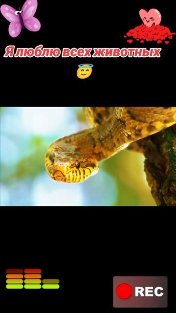 Я люблю всех животных😇 смотреть онлайн