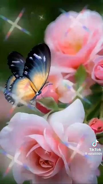 video_11476847695182.mp4 смотреть онлайн