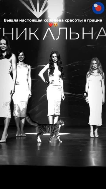 Вышла настоящая королева красоты и грации 🐈💕.mp4 смотреть онлайн