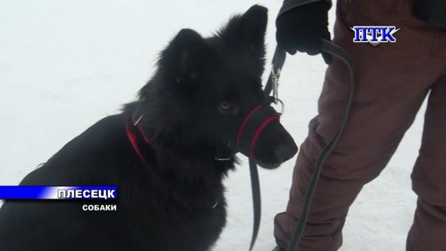 ПТК от 20 января смотреть онлайн