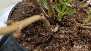 Ещё раз про полив гортензий 🌿