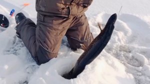 Зачётная щучка...Два дня...рыбалка на жерлицы