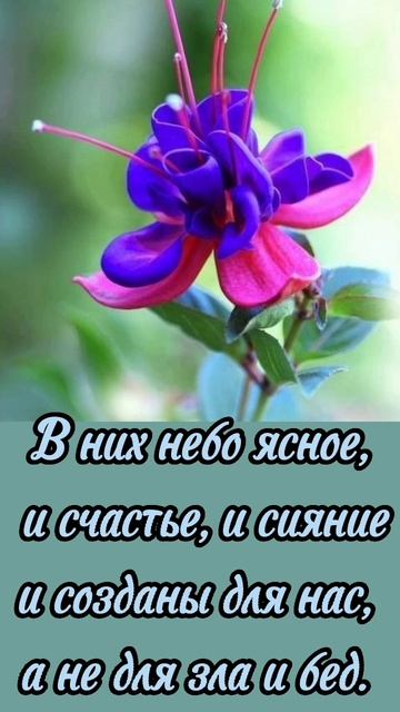 VID_20260129_075342_702.mp4 смотреть онлайн