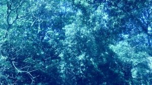 Андрей_Сапунов - лети я песню допою.