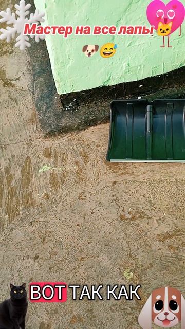 Мастер на все лапы🐶🐱😅 смотреть онлайн