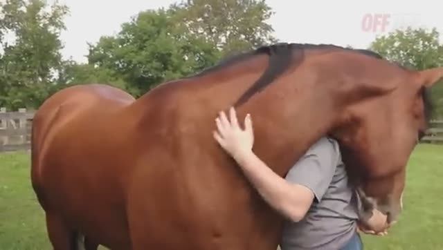 Попробуй НЕ ЗАПЛАКАТЬ Топ 30 Моментов Встречи Животных с Хозяевами После Долгих Лет Разлуки. смотреть онлайн