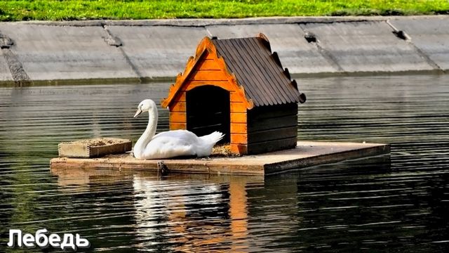 Соленья и Квашения готовят в Полнолуние смотреть онлайн