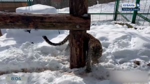 Центр восстановления леопарда в Сочи показал «снежное шоу» леопарда Умки