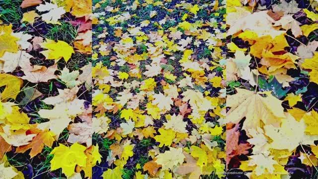 Бабье лето (House) смотреть онлайн