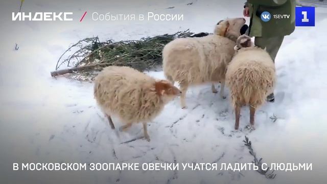 В Московском зоопарке овечки учатся ладить с людьми смотреть онлайн